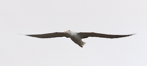 Albatros von nzdaver